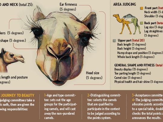 Can the Camel Calculator be used for other animals or is it specifically for camels